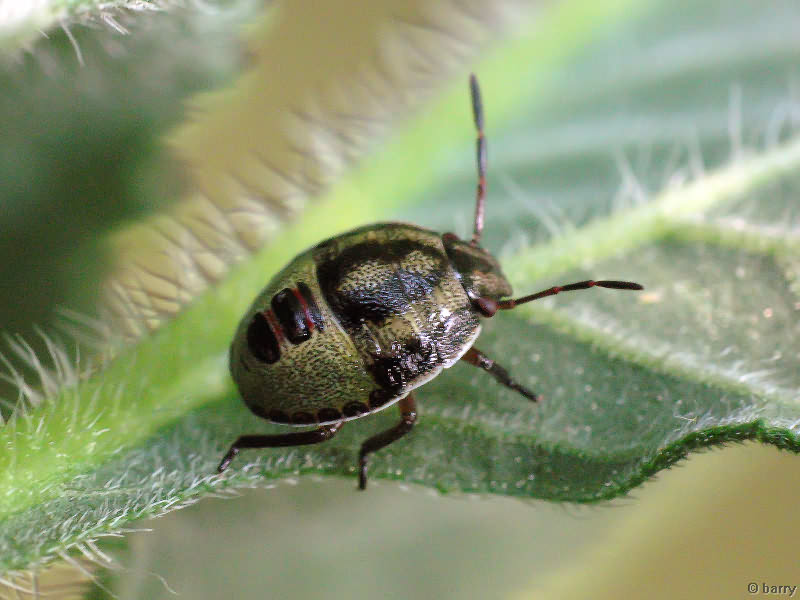 Piezodorus lituratus (Fabricius, 1794)